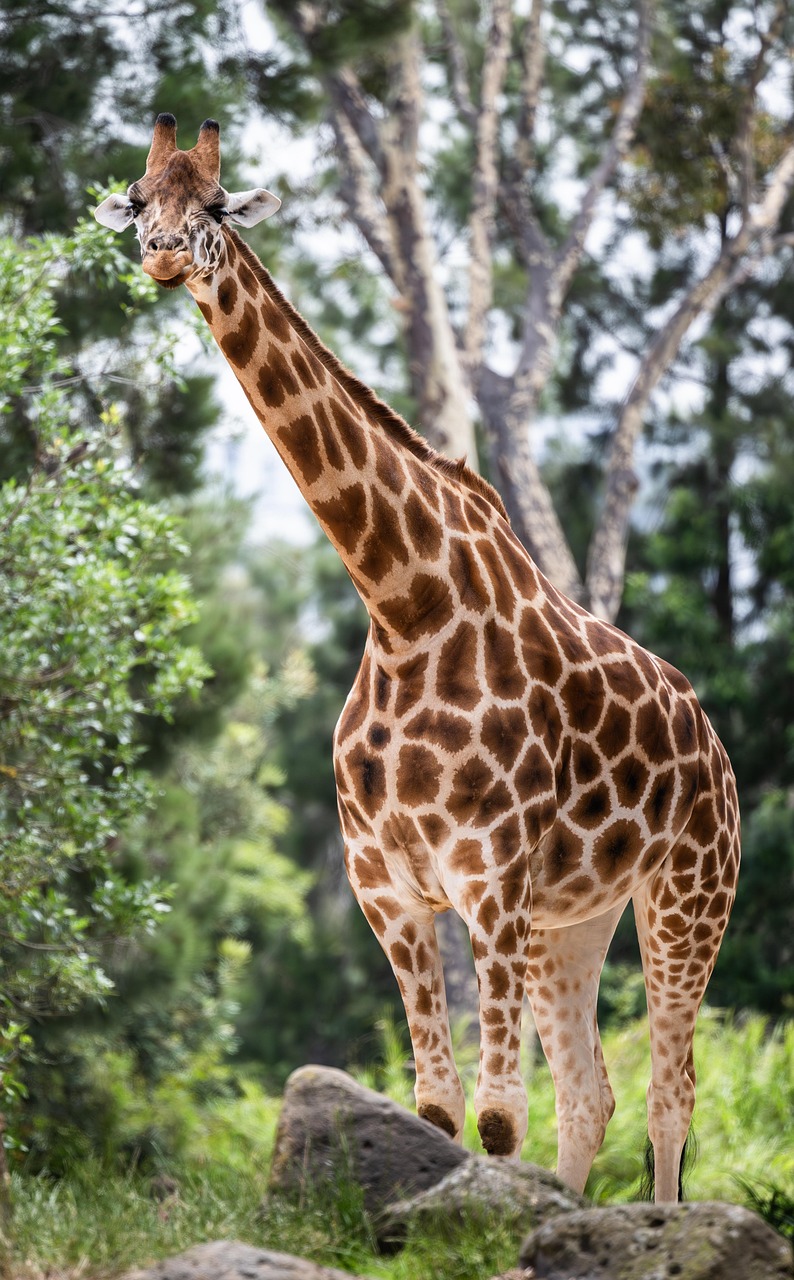 découvrez les tarifs des safaris en afrique pour 2025 et planifiez votre aventure exceptionnelle au meilleur prix.