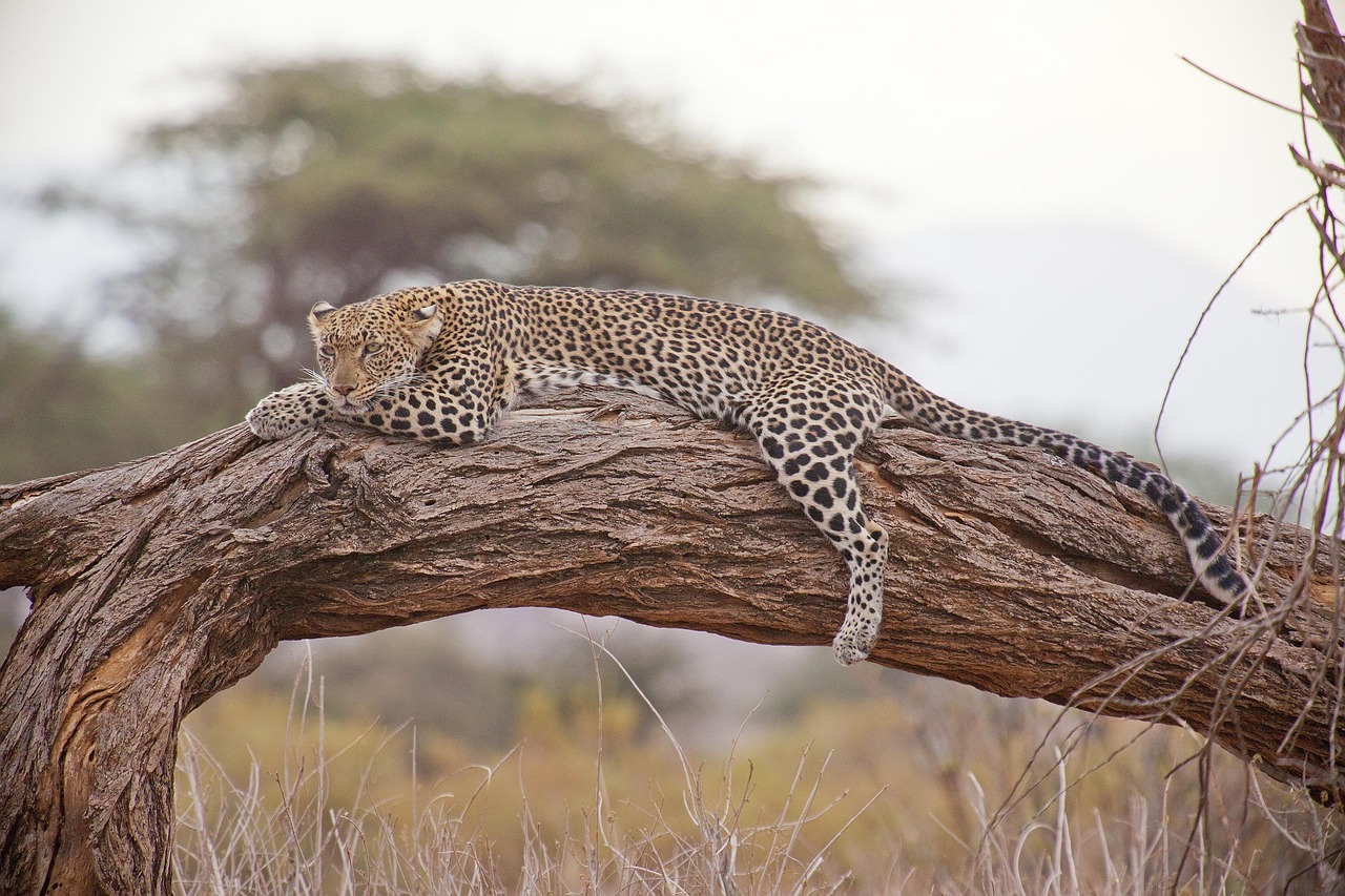 Quel est le prix d’un safari en Afrique en 2025 ?